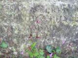 image of grave number 144792